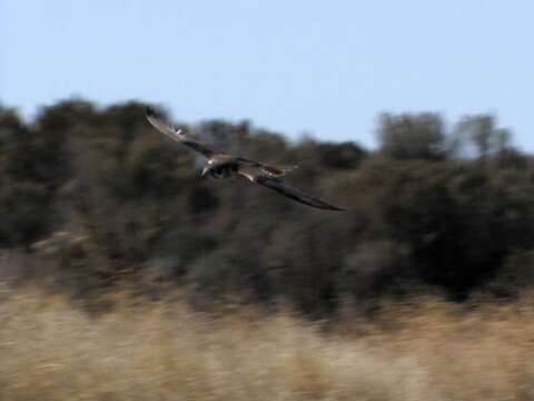 Image of Prairie Falcon