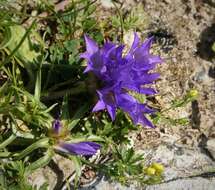 Image of Cross gentian