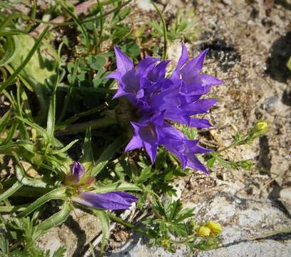 Image de Gentiane croisette