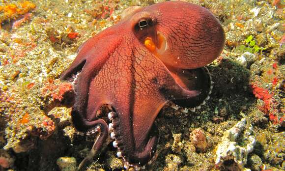 Image of Coconut shell octopus