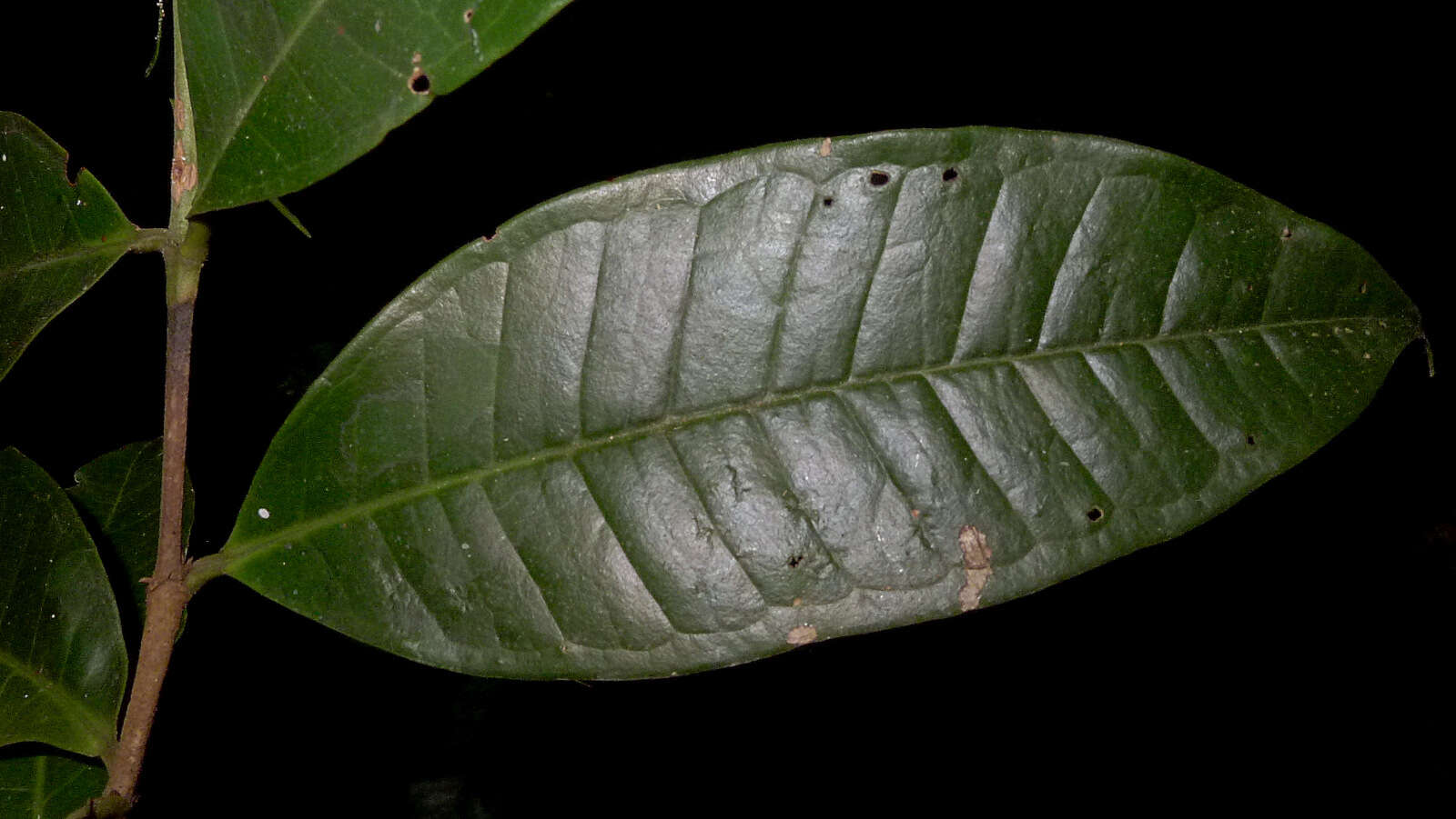 Myrcia springiana (O. Berg) Kiaersk.的圖片