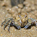 Image of Sand Bubbler Crab