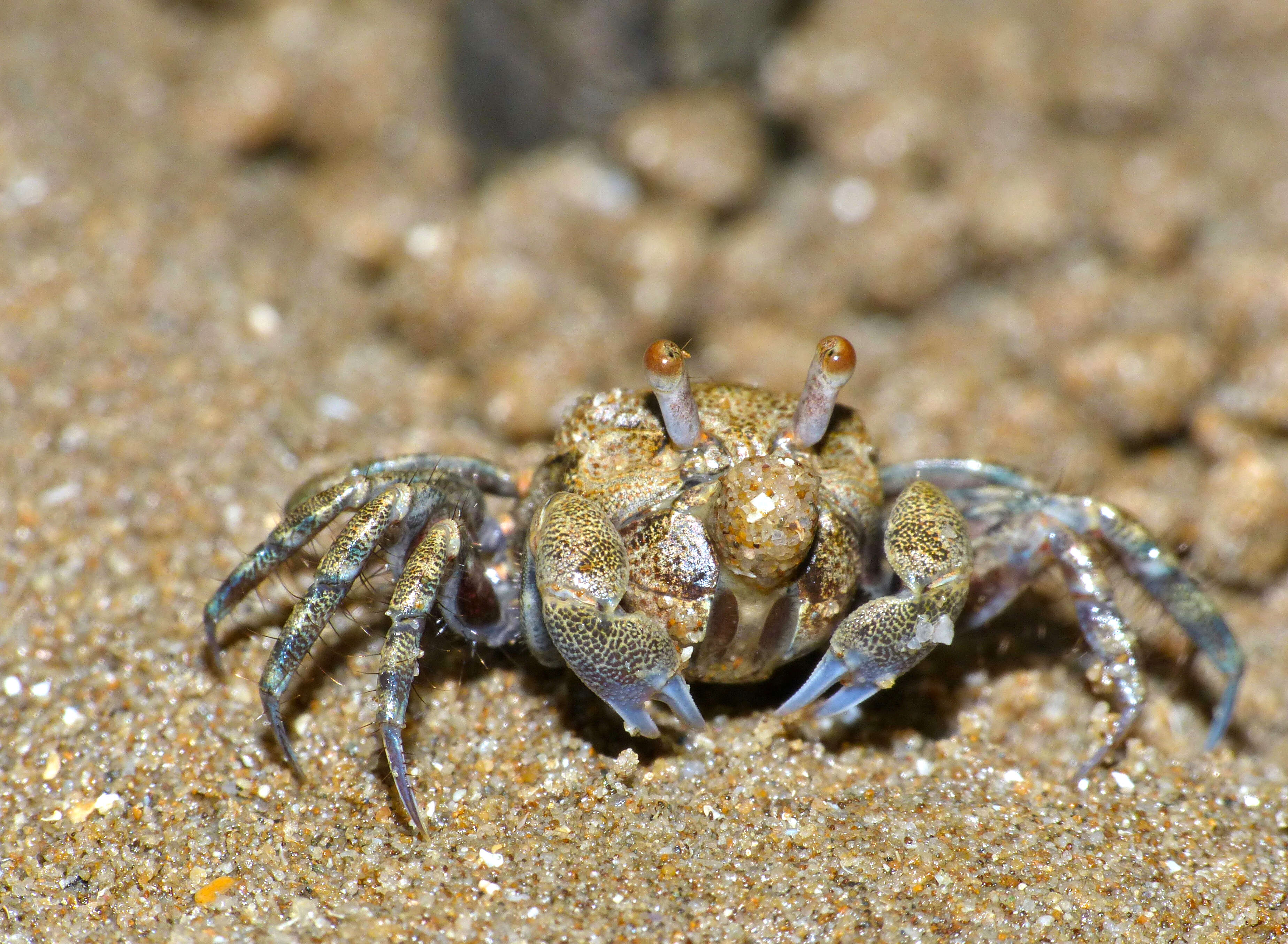 Image of Sand Bubbler Crab