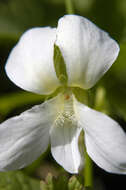 Image de Viola sororia Willd.
