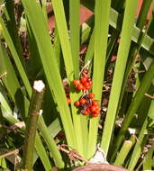 Image of stinking iris