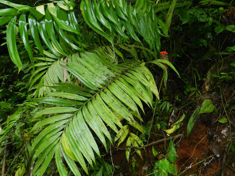 Image of zamia