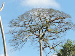 Image of ceiba