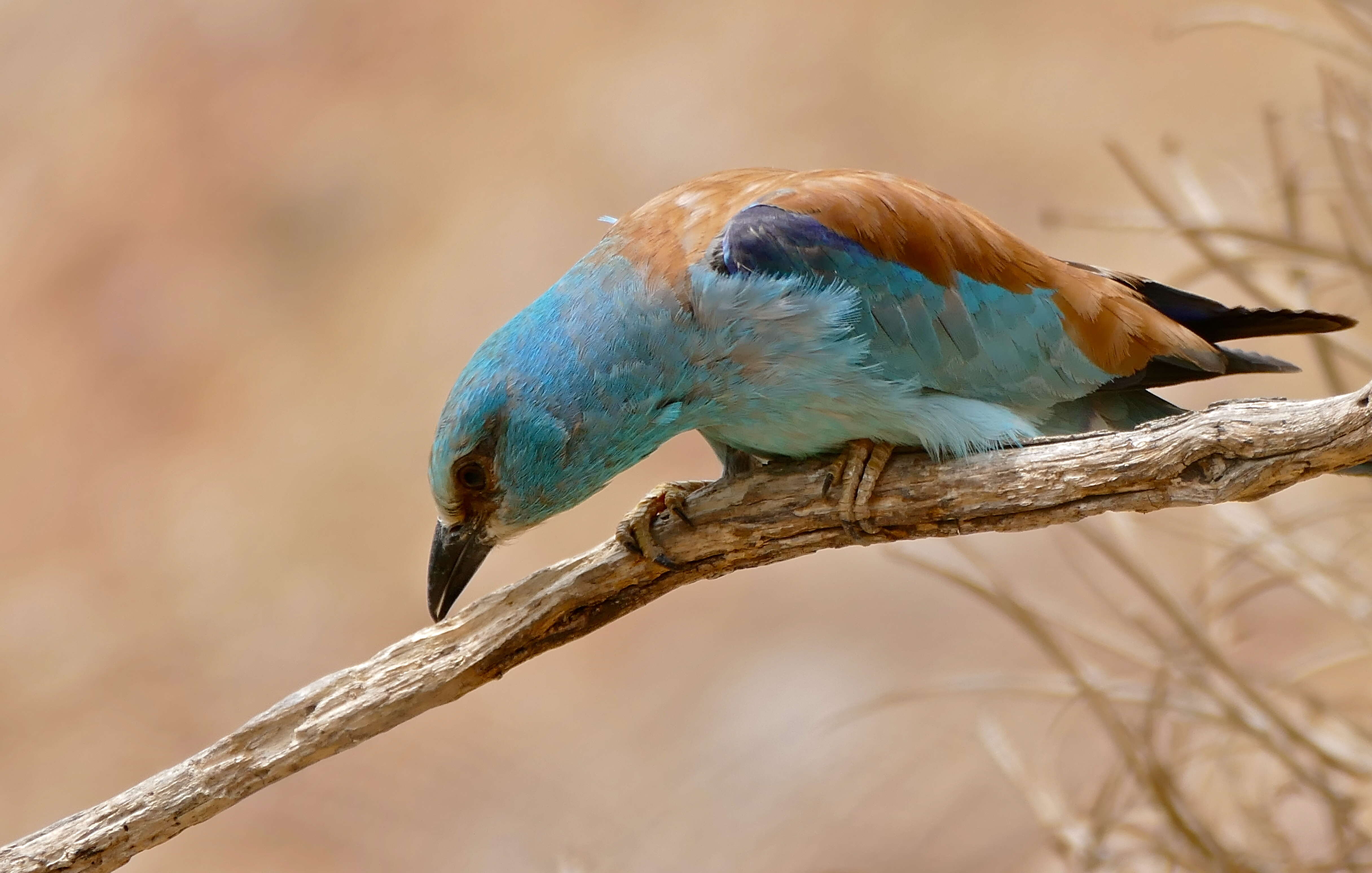 Image of Coracias Linnaeus 1758