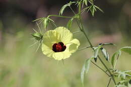 Image de Hibiscus caesius Garcke