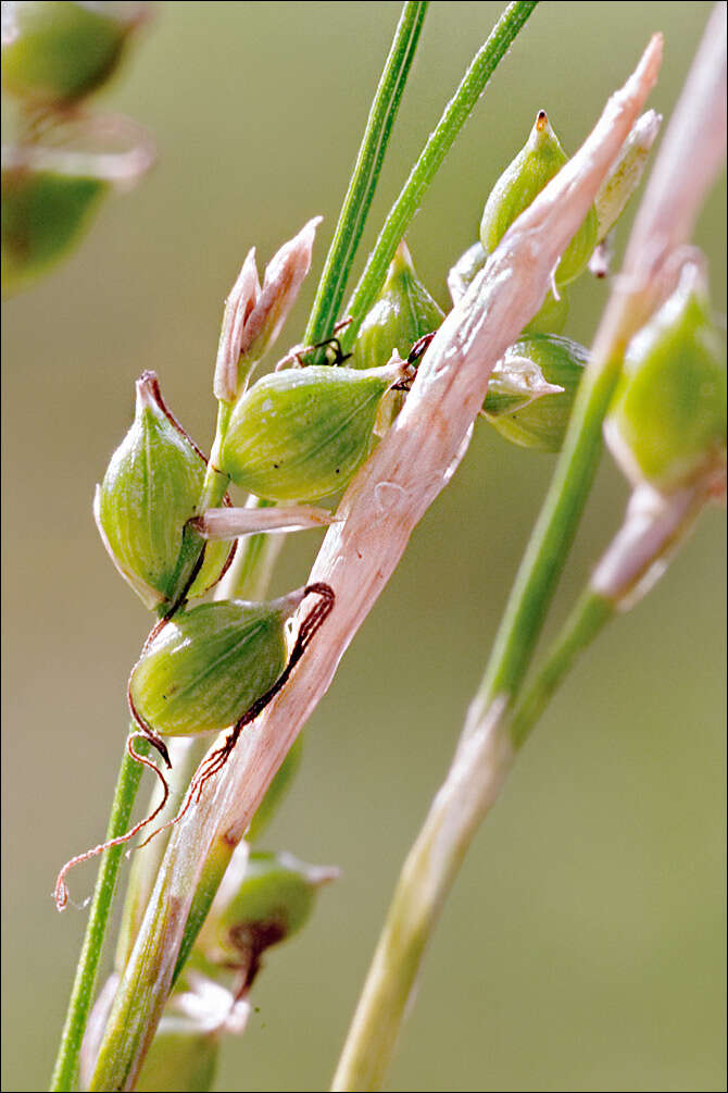 Image de Carex alba Scop.