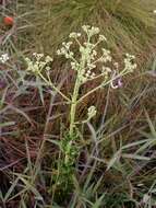 Image de Galianthe liliifolia (Standl.) E. L. Cabral