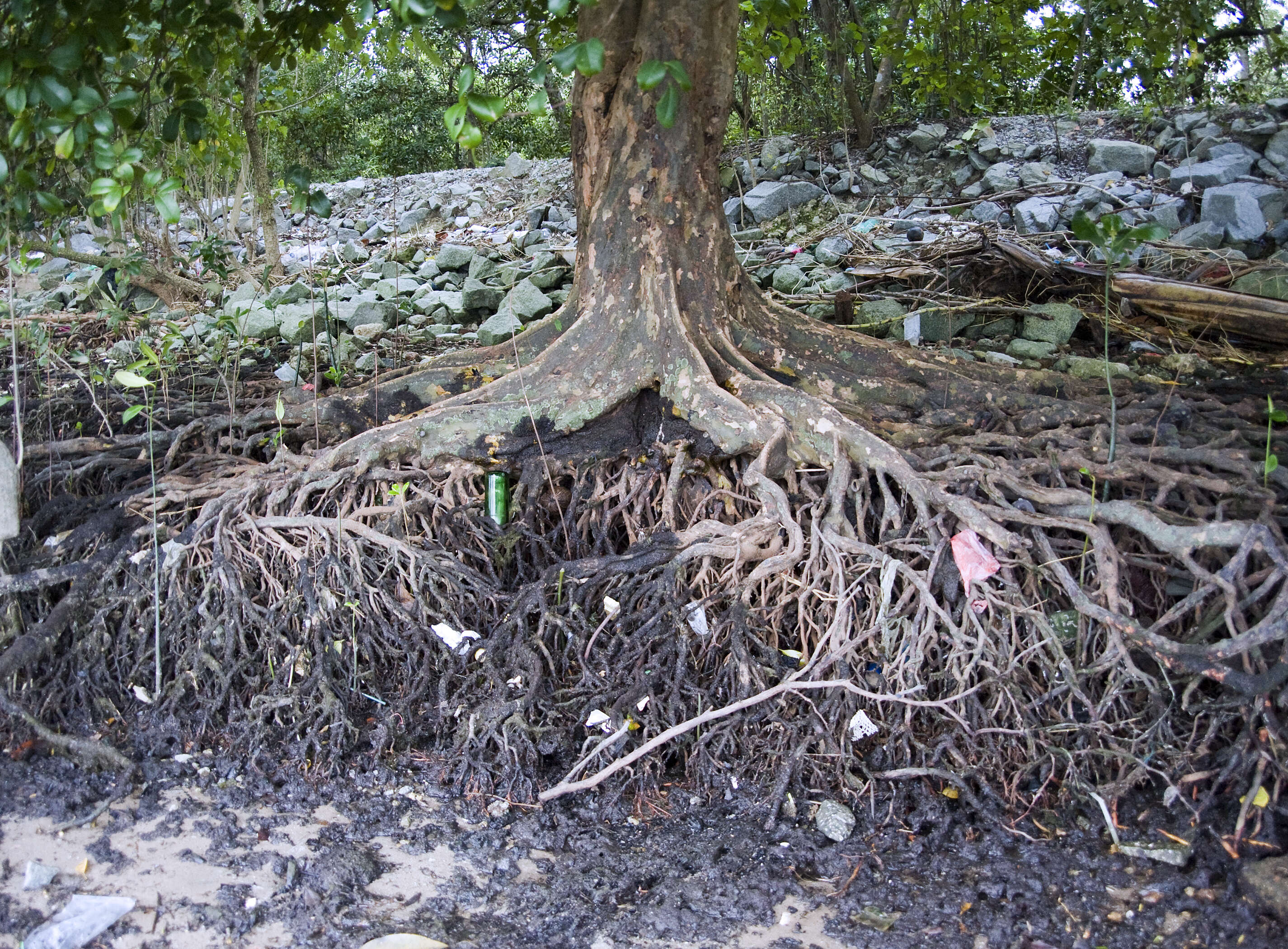 Слика од Xylocarpus granatum Koen.