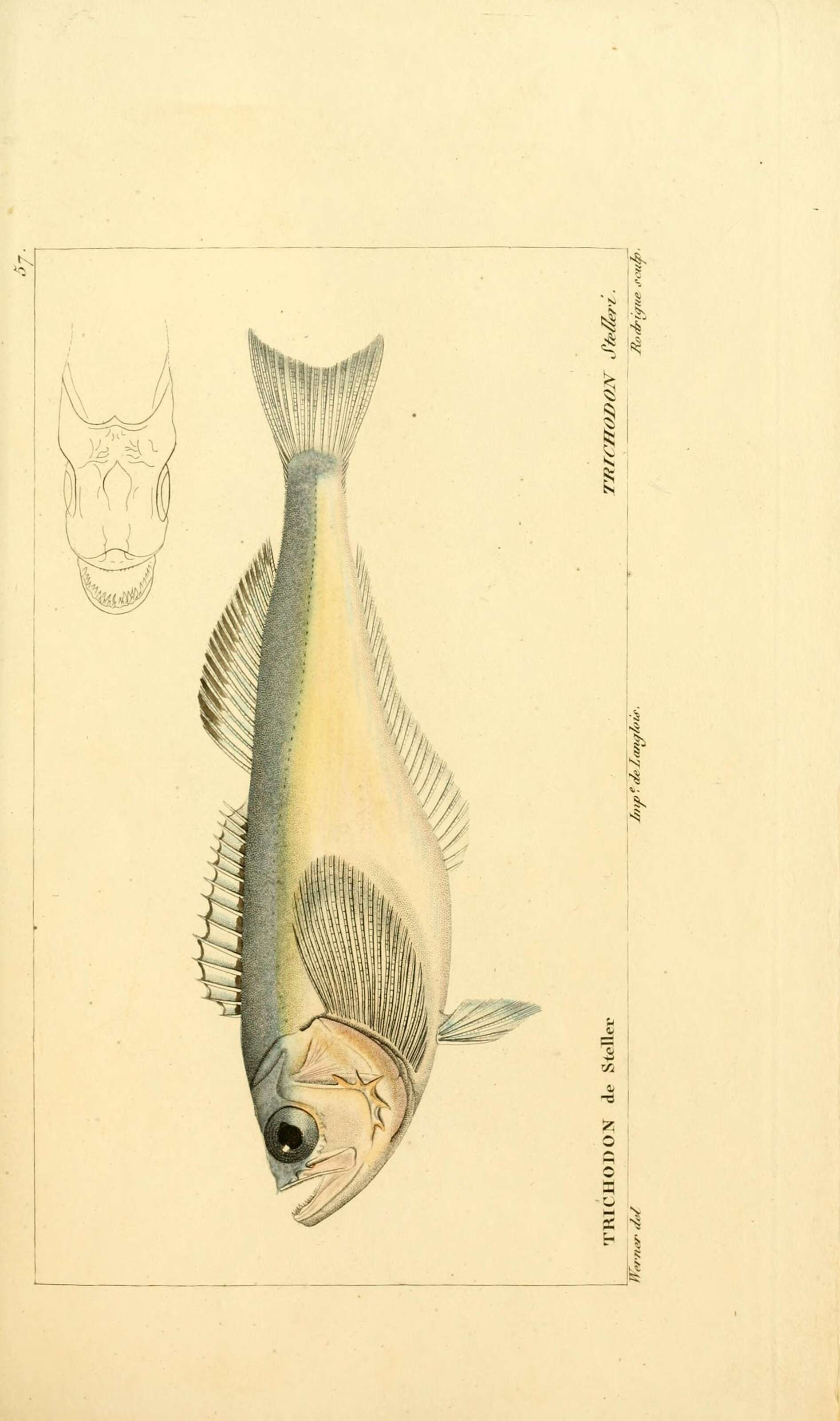 Image of sandfishes