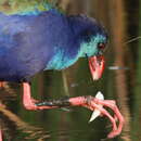 Image of African Swamphen