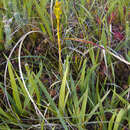 Image of Bog asphodel