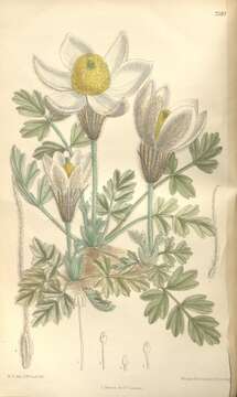 Image of pasqueflower