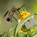 Image of Scaly Bee Fly