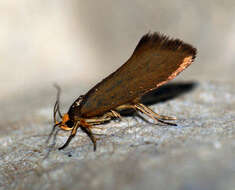 Image of Batia unitella