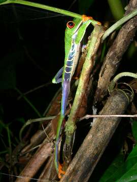 Image of Agalychnis Cope 1864