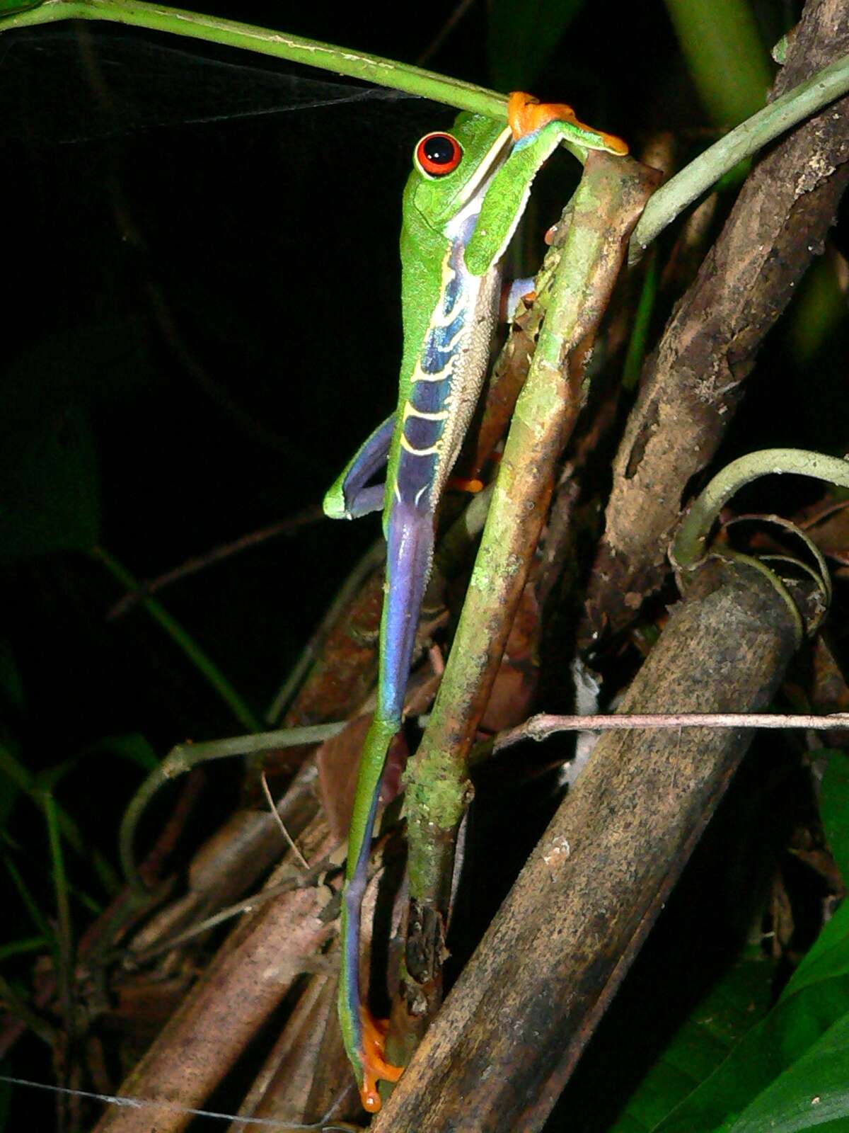 Imagem de Agalychnis callidryas (Cope 1862)