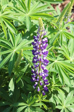 Image of big-leaved lupine