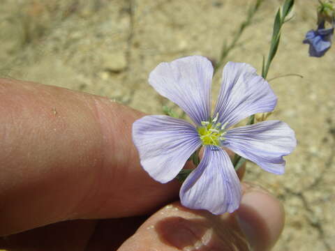 Image of flax