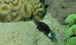 Image of Amblygobius stethophthalmus