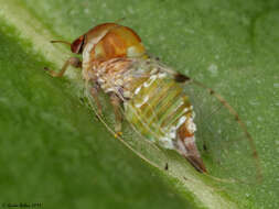 卵痣木蝨屬的圖片