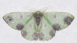 Image of Oospila atopochlora Prout 1933