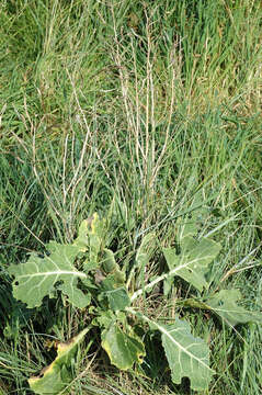 Image of Wild Mustard