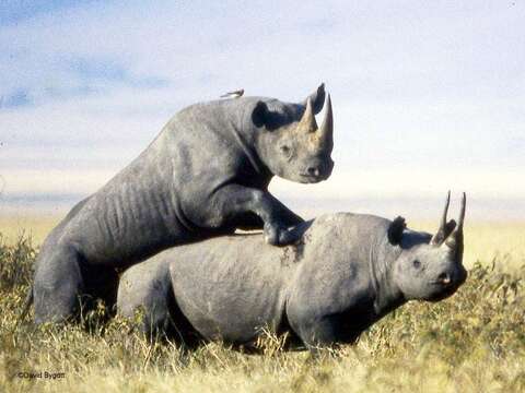 Image of Black Rhinoceros