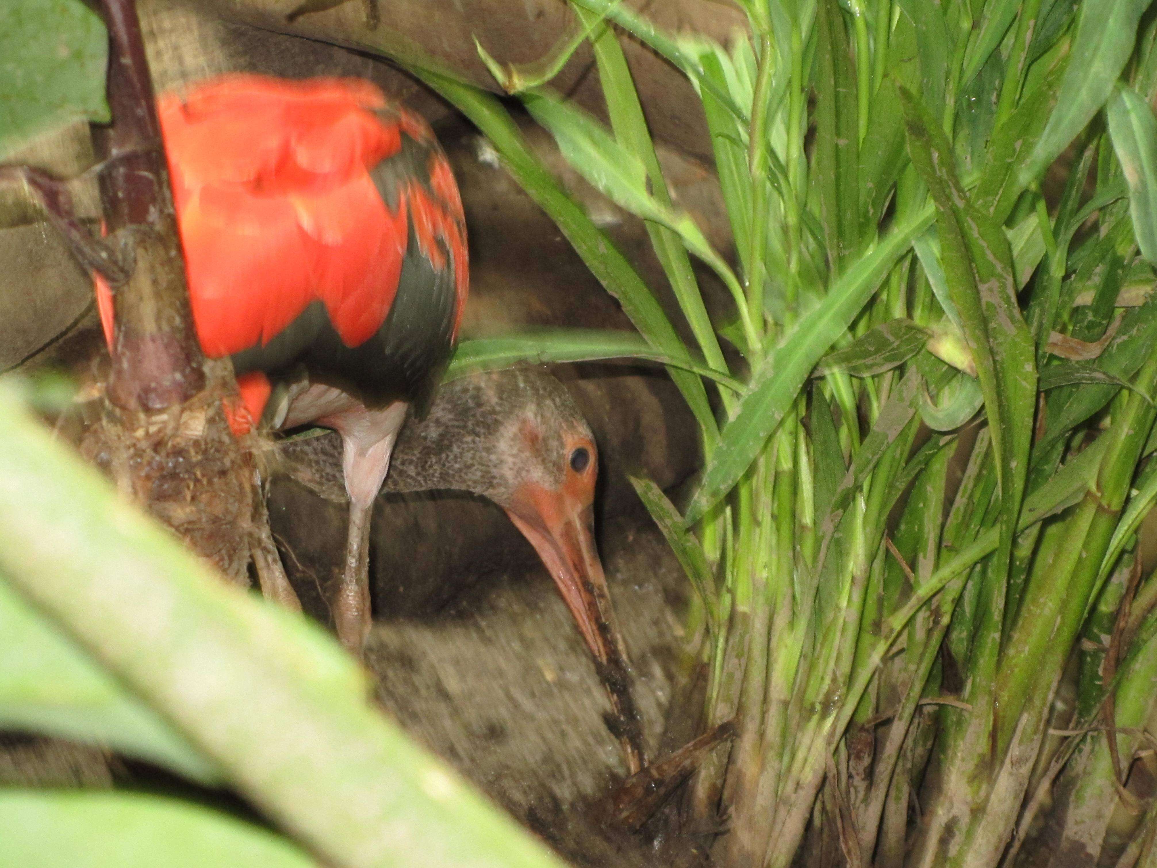 Image of Scarlet Ibis