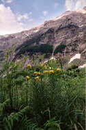 Image of Lilium pyrenaicum Gouan