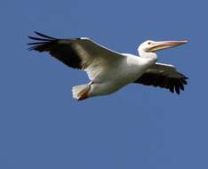 Image of American White Pelican