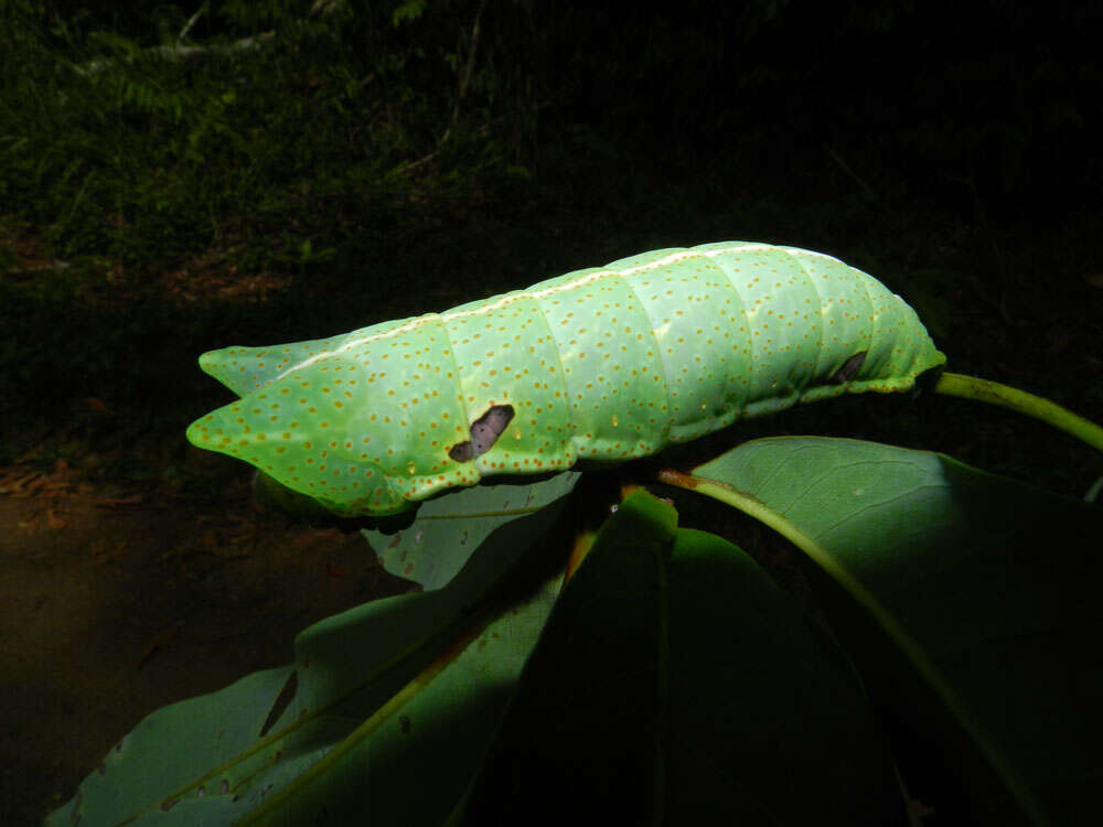 Image of Arsenurinae