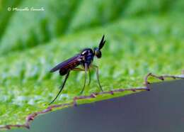 Imagem de Rhaphium macrocerum Meigen 1824