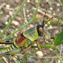 Image of Elegant Grasshopper