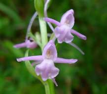 Image of Rein Orchids