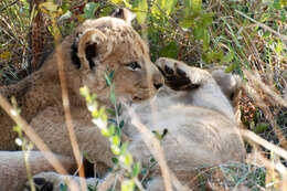 Image of African Lion