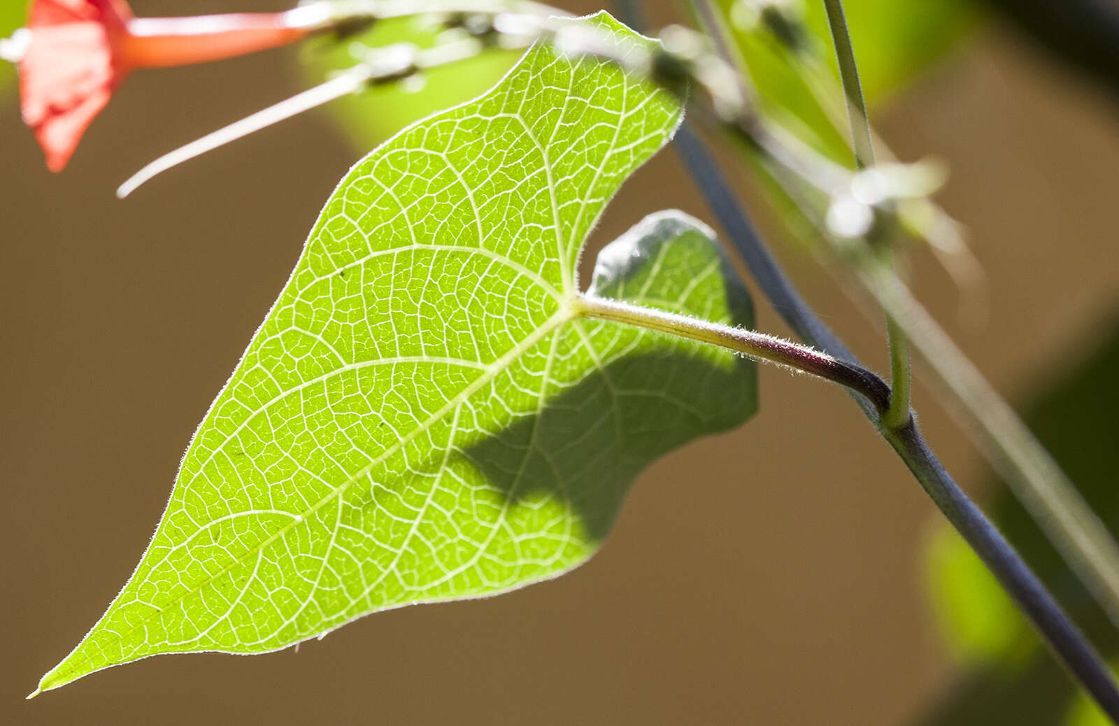 Слика од Ipomoea cholulensis Kunth