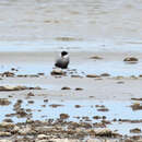 Image of Whiskered Tern