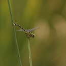 Image of Golden Flangetail