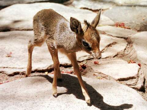 Image of Kirk's Dik-dik