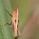 Image of Brown Winter Grasshopper