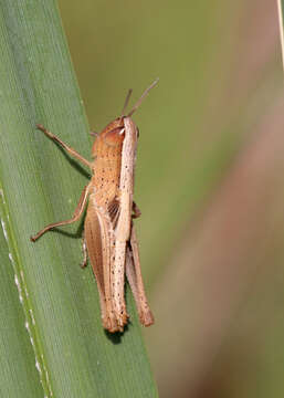 Image of Brown Winter Grasshopper