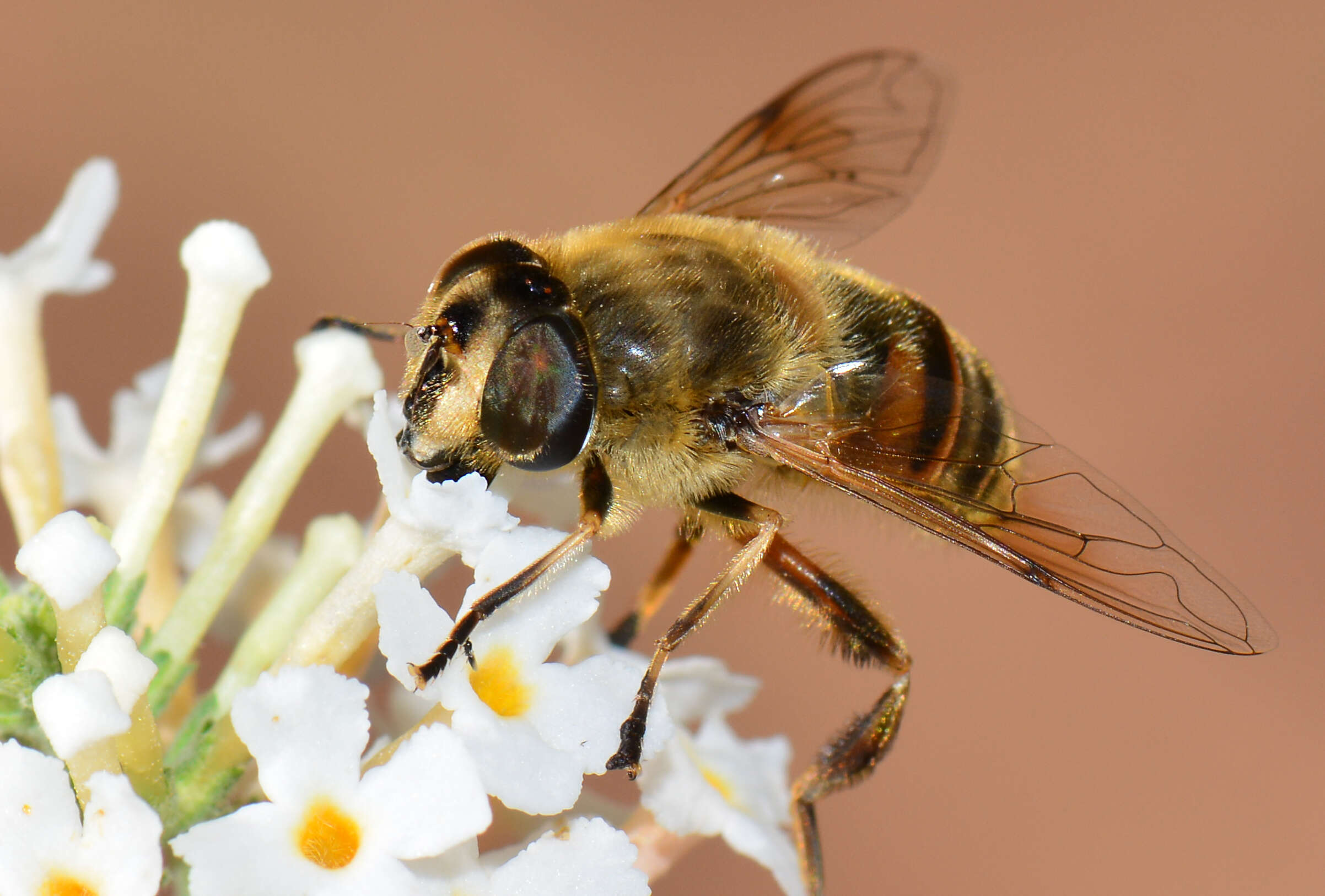 Image of Eristalis