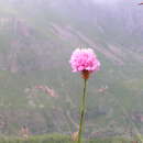 Sivun Bistorta officinalis subsp. officinalis kuva