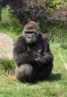 Image of Lowland Gorilla