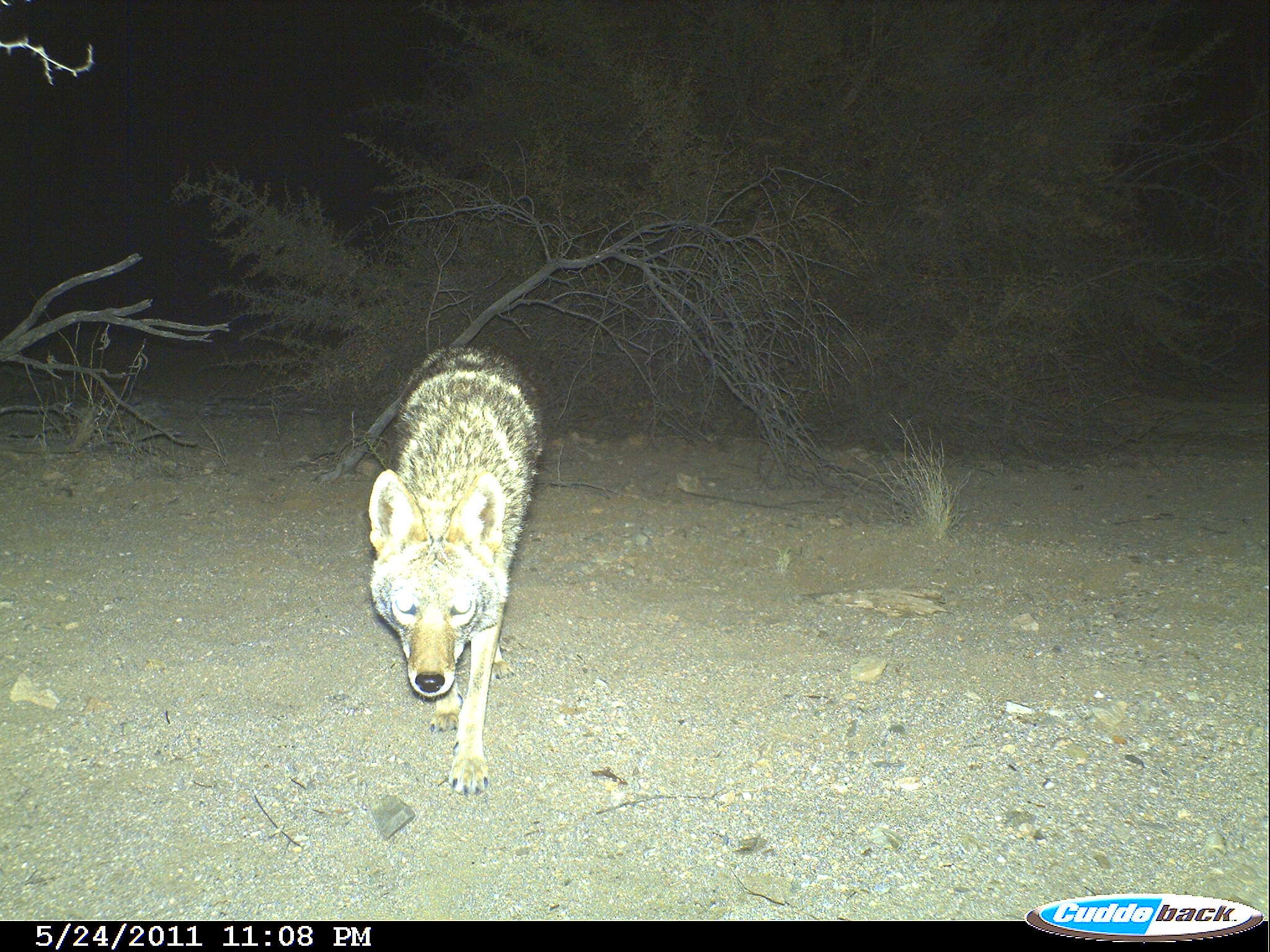 Image of coyote