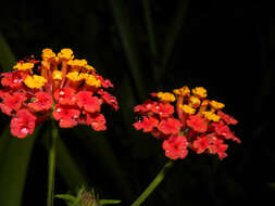 Image of lantana